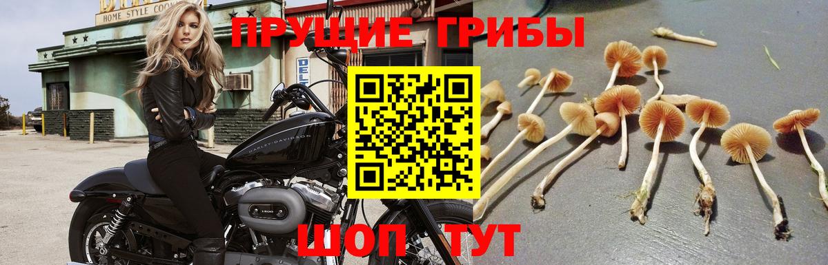 Дубна  Псилоцибиновые грибы GOLDEN TEACHER  Вход с VPN 